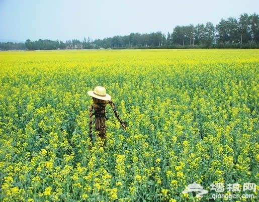 六月京郊拍靓照 回歸多情的土地