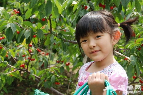 【周末私享】五月初夏，與媽媽一起摘櫻桃