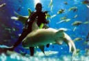兒童節 太平洋海底世界加入企鵝大家族
