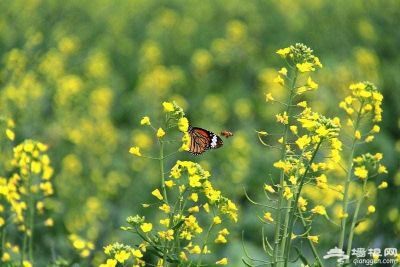 5月尾巴6月前奏 探訪京郊最大油菜花海[牆根網]