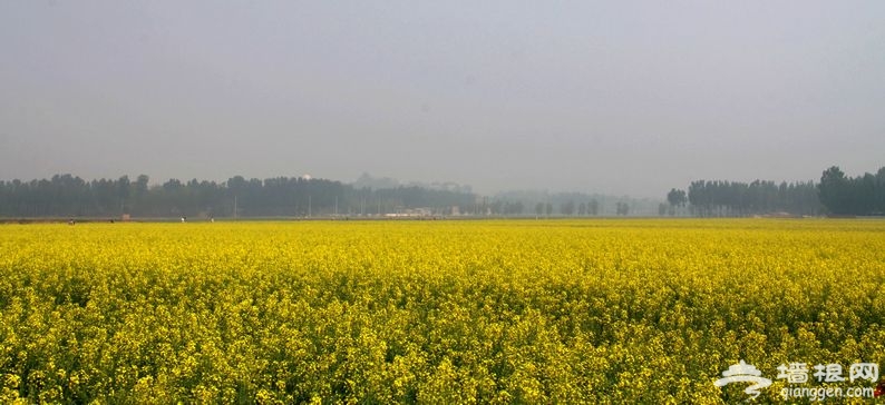 5月尾巴6月前奏 探訪京郊最大油菜花海[牆根網]