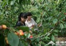 采摘游：門頭溝櫻桃溝嘗鮮櫻桃