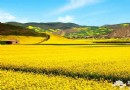 下“江南”賞油菜花 房山長溝游玩攻略