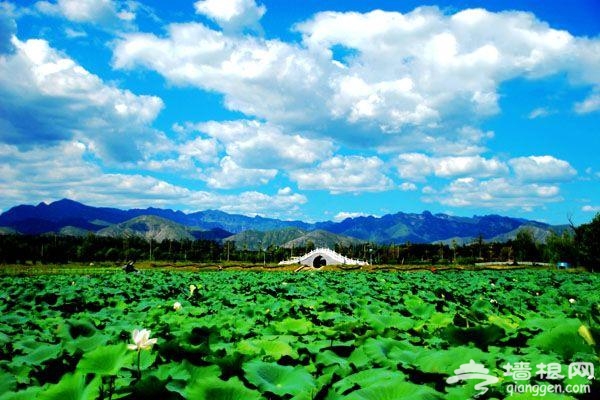 下“江南”賞油菜花 房山長溝游玩攻略[牆根網]