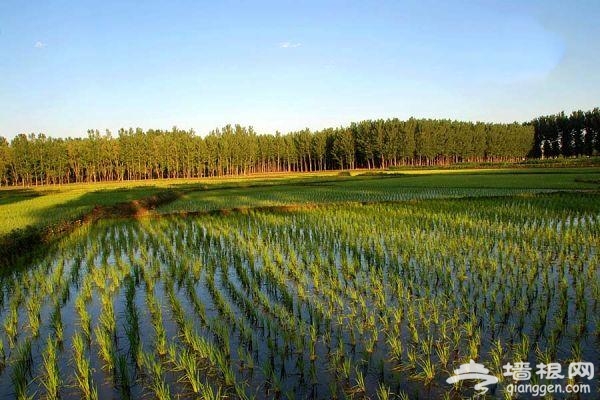 下“江南”賞油菜花 房山長溝游玩攻略[牆根網]