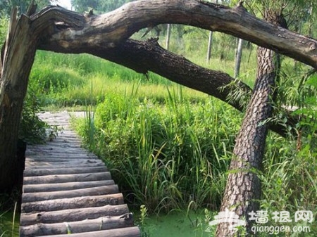 端午出行 暢游北京特色濕地公園
