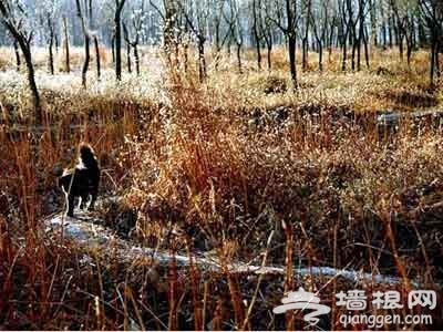 端午出行 暢游北京特色濕地公園