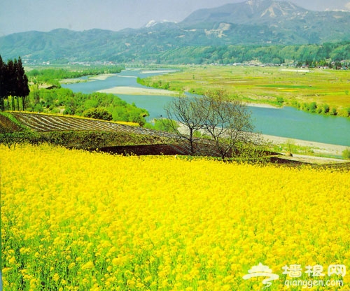 懷柔橋梓鎮賞油菜花 農業大公園使勁玩[牆根網]