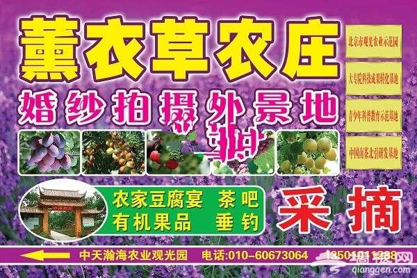 懷柔橋梓鎮賞油菜花 農業大公園使勁玩[牆根網]