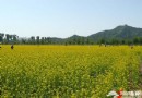 京郊油菜花 2011年密雲北莊賞花攻略
