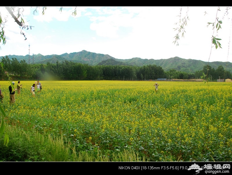 京郊油菜花 2011年密雲北莊賞花攻略[牆根網]