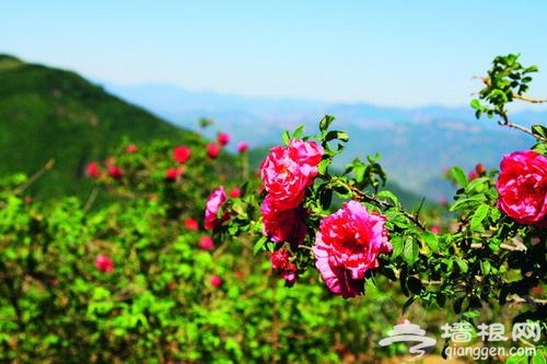妙峰山的玫瑰花
