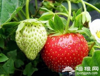 五月草莓飄香 京郊采摘玩樂全攻略