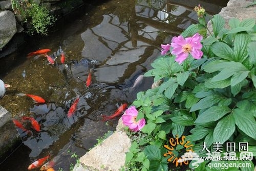 游弋在生態餐廳