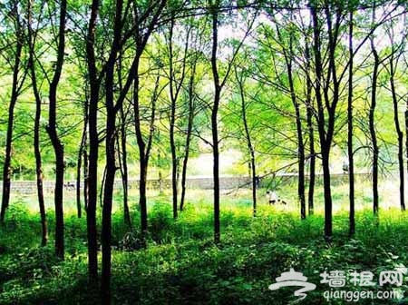 喇叭溝門原始森林公園：森林中露營 享受大自然的恩賜