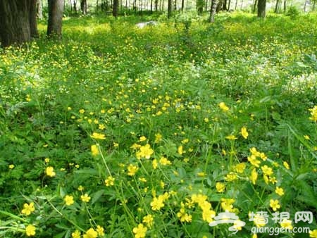 喇叭溝門原始森林公園：森林中露營 享受大自然的恩賜