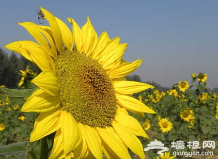 求愛聖地：布拉格農場聞香露營