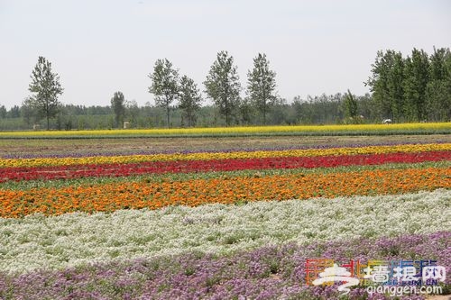 油菜花綻放 布拉格農場初夏踏青指南