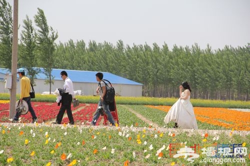 油菜花綻放 布拉格農場初夏踏青指南