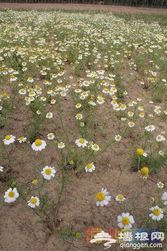 油菜花綻放 布拉格農場初夏踏青指南