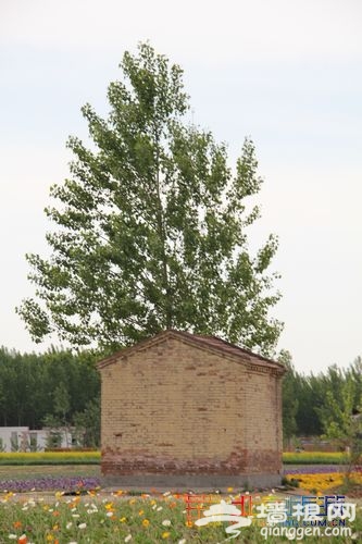 油菜花綻放 布拉格農場初夏踏青指南