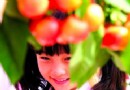 初夏北京櫻桃采摘地推薦