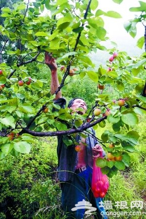 “白羊紅果蓋京東”和這裡的火山灰土壤不無關系 來源：新京報