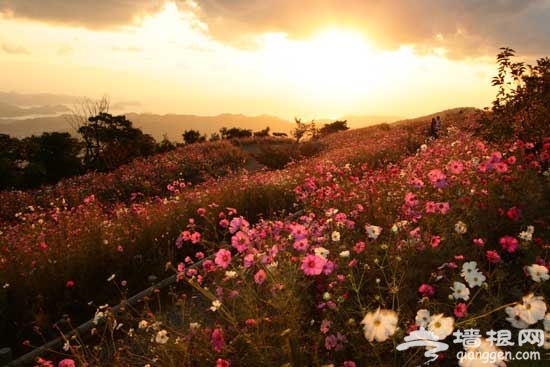 五一京郊游 看龍慶峽山花綻放(圖)