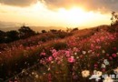 五一京郊游 一起去看龍慶峽綻放山花