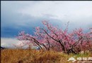 2011平谷桃花節賞花游玩全攻略