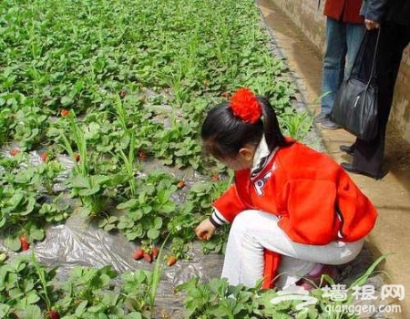京郊品美味 北京4條草莓采摘線路攻略