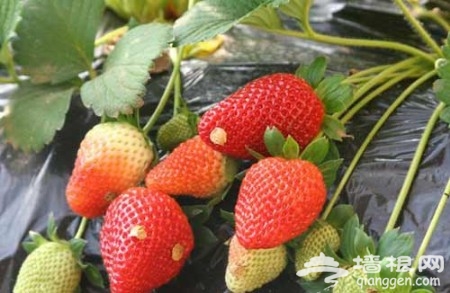 京郊品美味 北京4條草莓采摘線路攻略