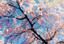 不出遠門就賞花 北京11大知名公園