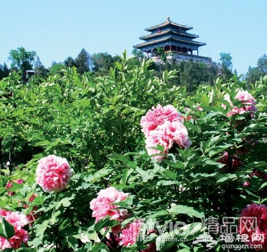 不出遠門就賞花 北京11大知名公園[牆根網]