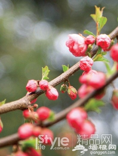 不出遠門就賞花 北京11大知名公園[牆根網]