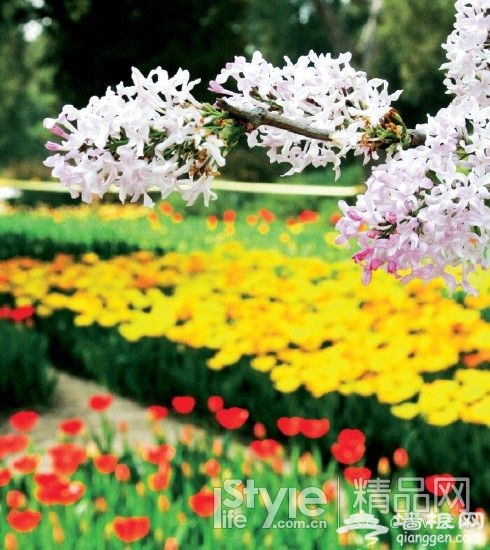 不出遠門就賞花 北京11大知名公園[牆根網]