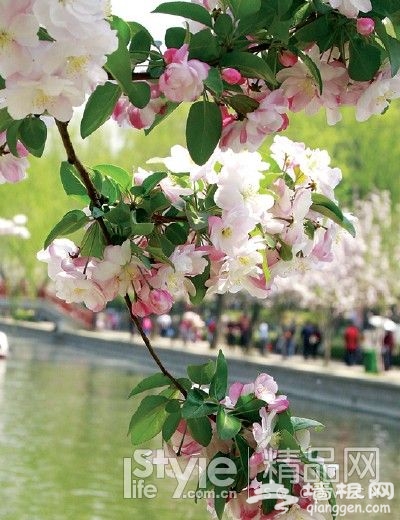 不出遠門就賞花 北京11大知名公園[牆根網]