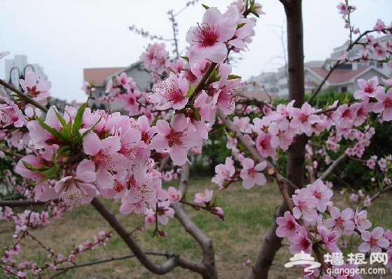 掛甲峪村：百裡桃花長廊 帶回你的桃花運(圖)