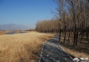 邂逅金雕尋找白天鵝 鳥兒天堂野鴨湖濕地