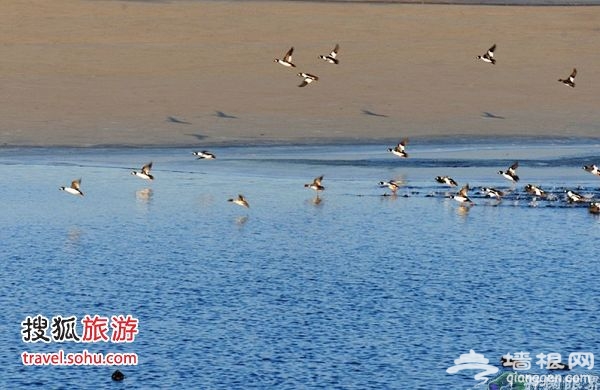 十三陵水庫上千只野鴨子開始活動起來 圖片來源：開闊眼界（搜狐博客）