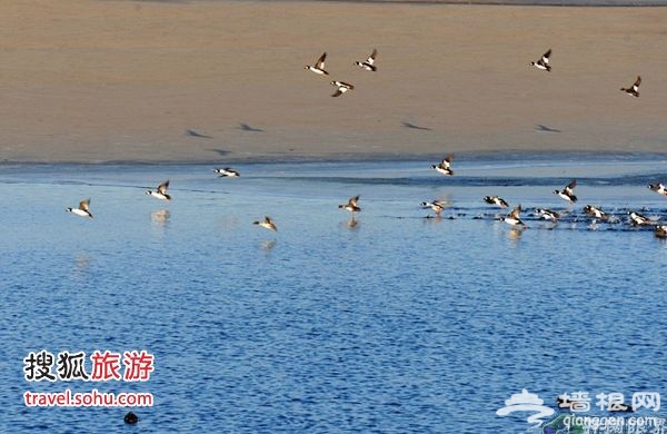 十三陵水庫上千只野鴨子開始活動起來 圖片來源:開闊眼界(搜狐博客)