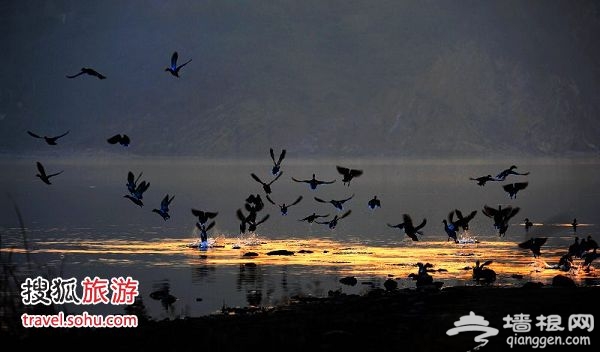 成群的野鴨子漫天飛舞 圖片來源：開闊眼界（搜狐博客）