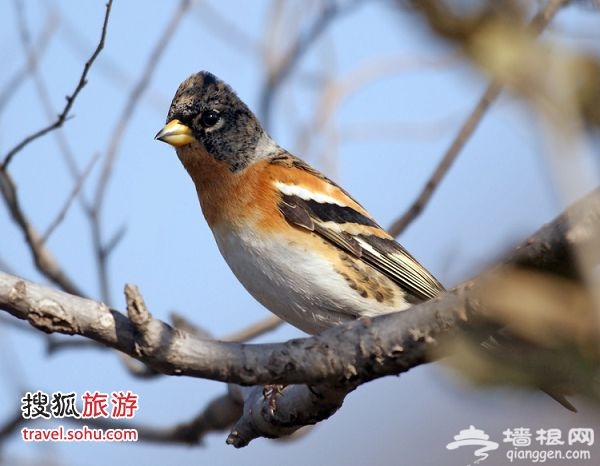 燕雀 圖片來源:哈士奇論壇