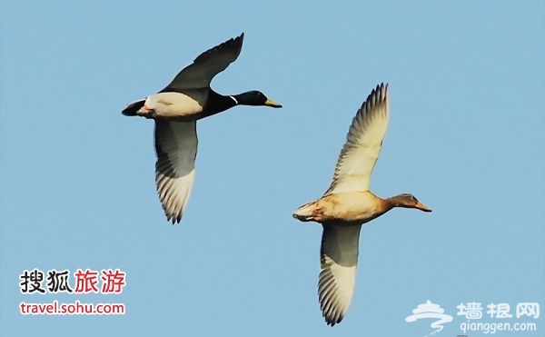 野鴨 圖片來源:開闊眼界(搜狐博客)