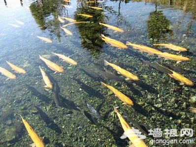 京郊“魚”樂 踏青玩水兩不誤(圖)