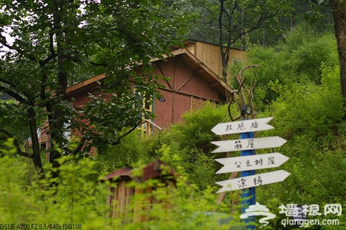 京郊樹屋旅館 在樹上睡一個好覺