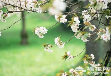 躲開人流享清淨 北京郊野公園裡的絕好春色