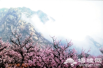 北京花季花期如約 各大賞花地推薦[牆根網]