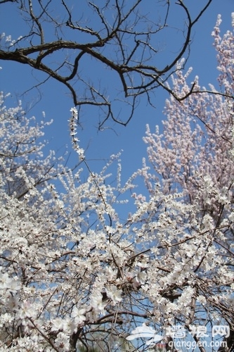 花叢深處覓清明 與花季北京親密接觸