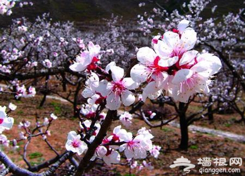 花叢深處覓清明 與花季北京親密接觸